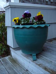 pansies