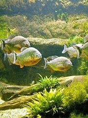 piranha