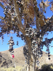 shoe tree